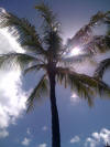 Waikiki Sun