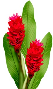 Torch Ginger