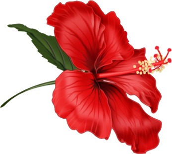 Red Hibiscus